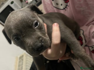 Staffordshire Bull Terrier dogs Staffy puppies all carry blue - Advert 3