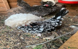 Hens poultry for sale: 2x polish frizzle - Image 3