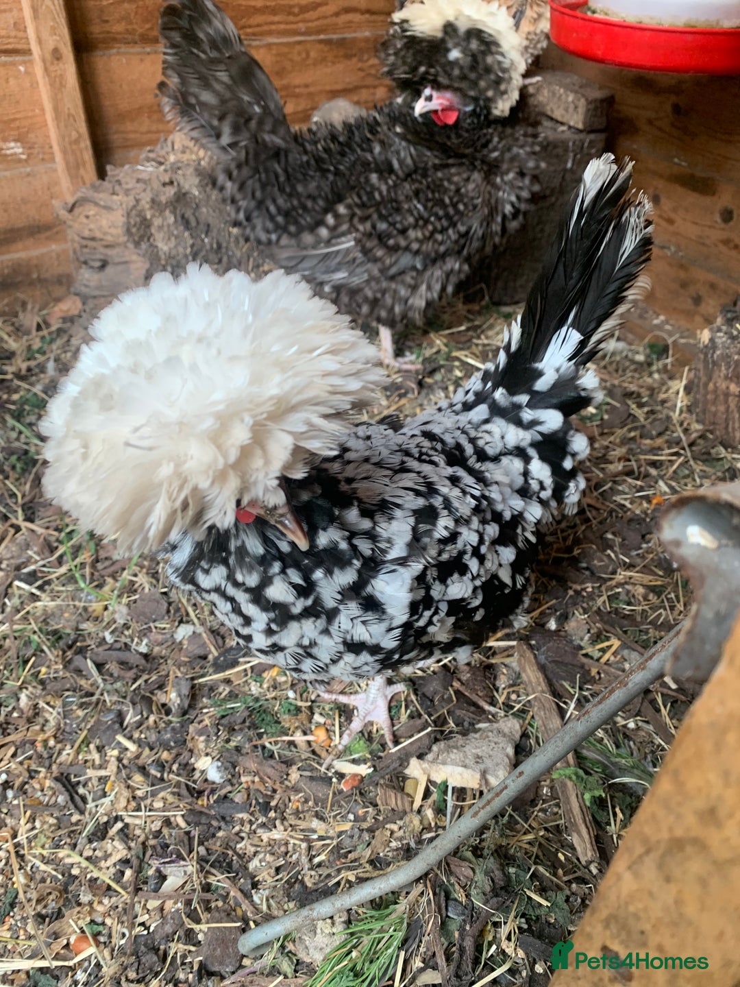 Hens poultry for sale: 2x polish frizzle - Image 3