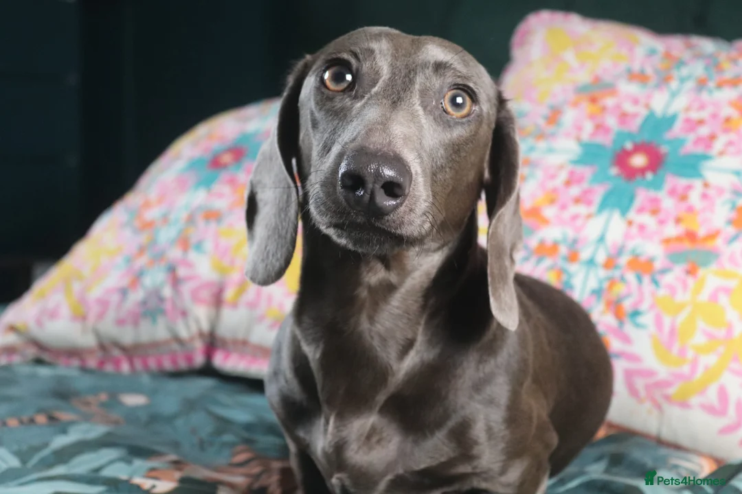 Miniature Dachshund dogs for sale: Miniature Dachshund pups❤️ - Advert 19