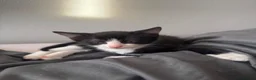 Domestic Shorthair cats for sale: 2 tuxedo kittens for sale - Advert 5