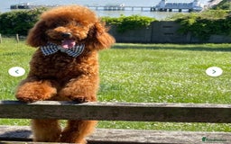 Toy Poodle dogs for stud: We have 4 stunning boys at stud. All dna clear  - Advert 2