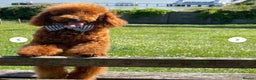 Toy Poodle dogs for stud: We have 4 stunning boys at stud. All dna clear  - Advert 2