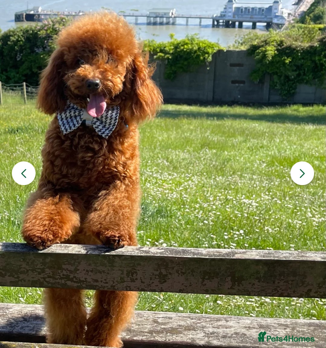 Toy Poodle dogs for stud: We have 4 stunning boys at stud. All dna clear  - Advert 2