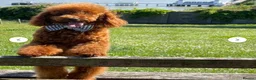 Toy Poodle dogs for stud: We have 4 stunning boys at stud. All dna clear  - Advert 2