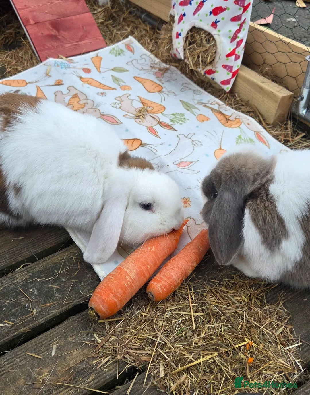 Mixed Breed rabbits for sale: 2x Female Rabbits in Warrington - Advert 2