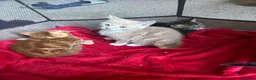 Mixed Breed cats for sale: Maine coon cross kittens - ginger, tabby and black in Ashford - Advert 8