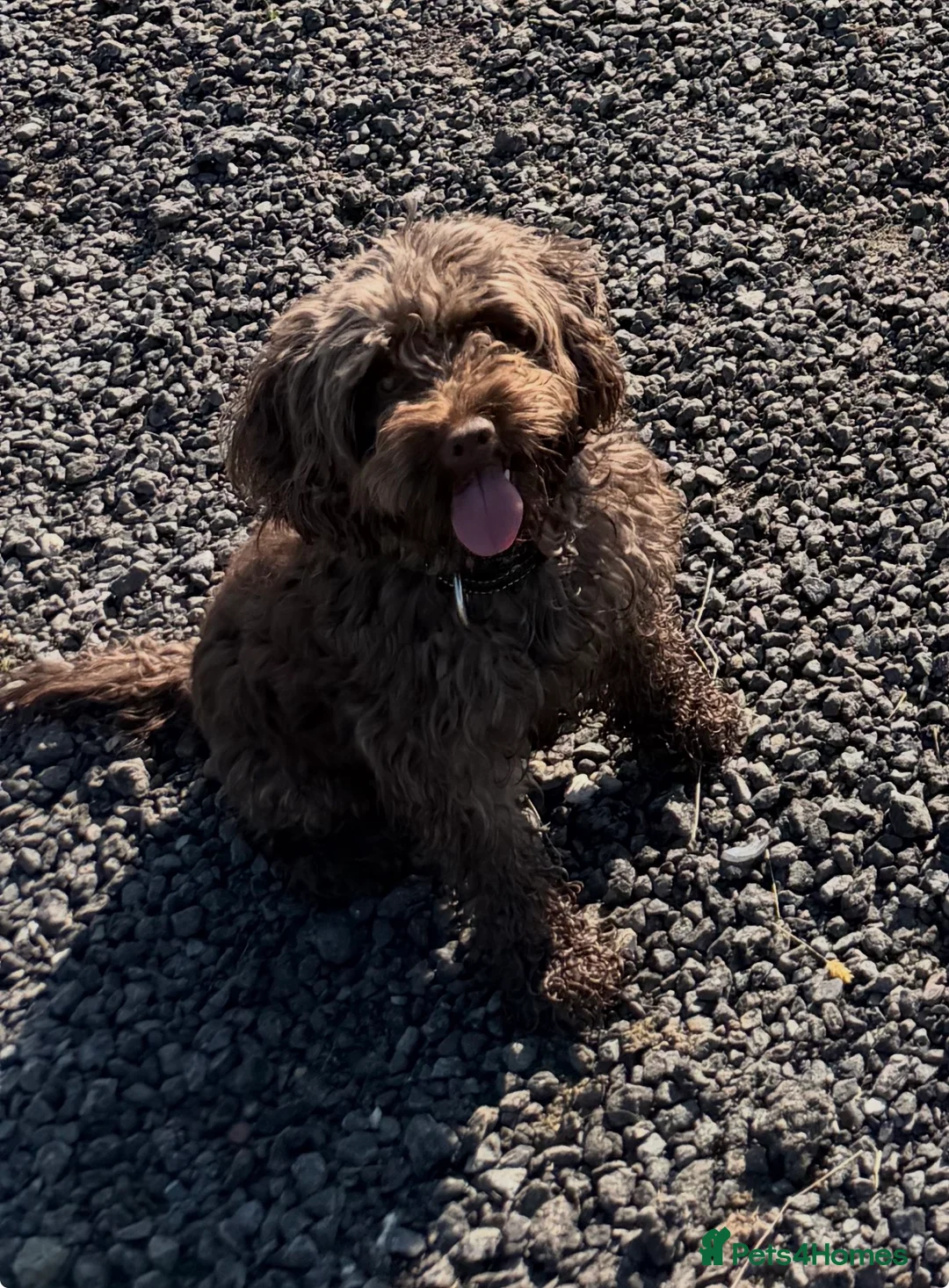 Cockapoo dogs for sale: 5 gorgeous cockapoo puppies  - Advert 1