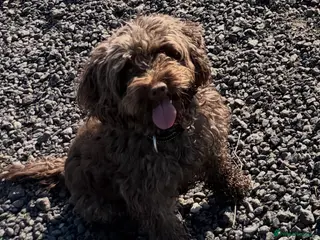 Cockapoo dogs 5 gorgeous cockapoo puppies - Advert 8