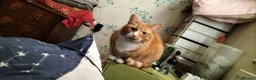 Domestic Shorthair cats for sale: Ginger Male Cat in Kidderminster - Advert 3
