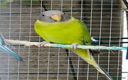 Ringnecks birds for sale: Young plum headed parakeet  - Image 5