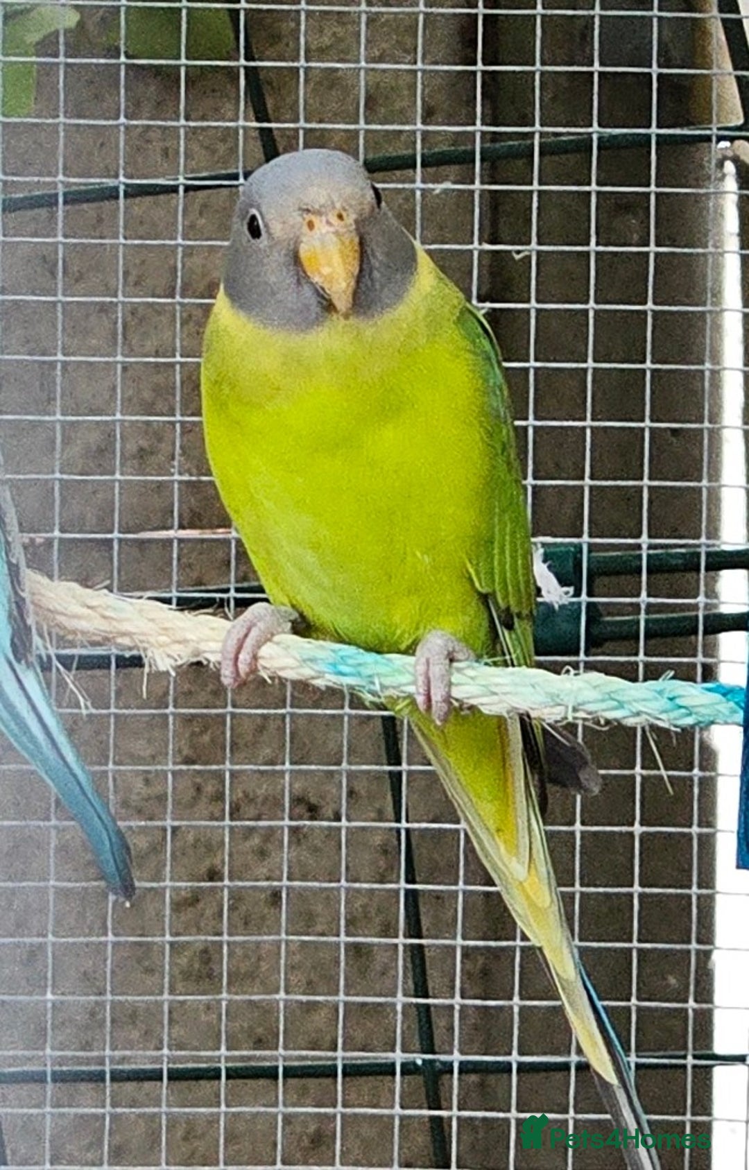 Ringnecks birds for sale: Young plum headed parakeet  - Image 5