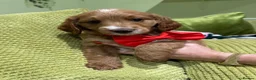 Goldendoodle dogs for sale: Golden doodles F2b L@@k reduced!!  - Advert 8