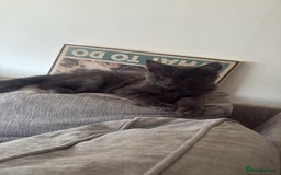Maine Coon cats for sale: Blue smoke female Maine coon for sale  - Image 12