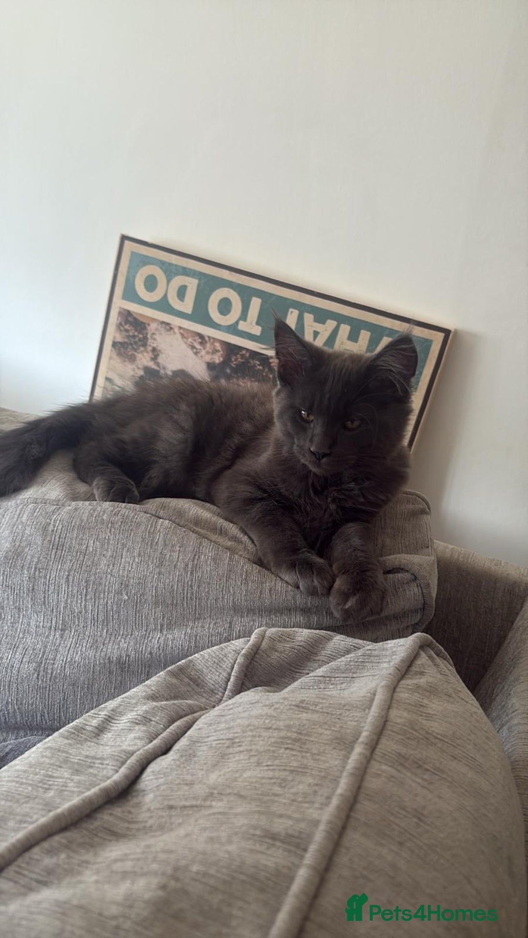 Maine Coon cats for sale: Blue smoke female Maine coon for sale  - Image 12