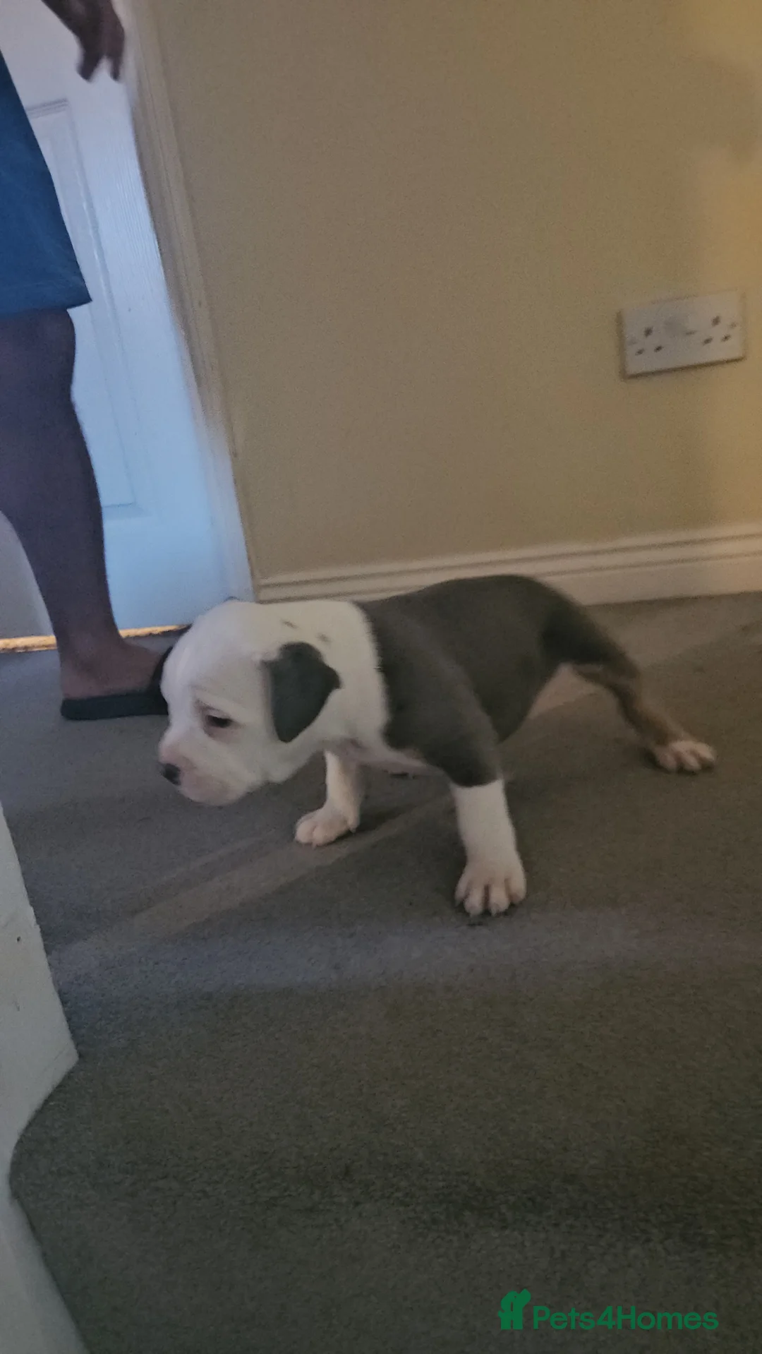 American Bully dogs for sale: 3 Females all Tri  - Advert 8