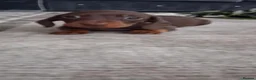Dachshund dogs for sale: Dachshund puppies 🐶  in Barnsley - Advert 8