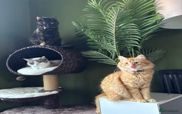 British Longhair cats for sale: Ginger Tom - Image 3