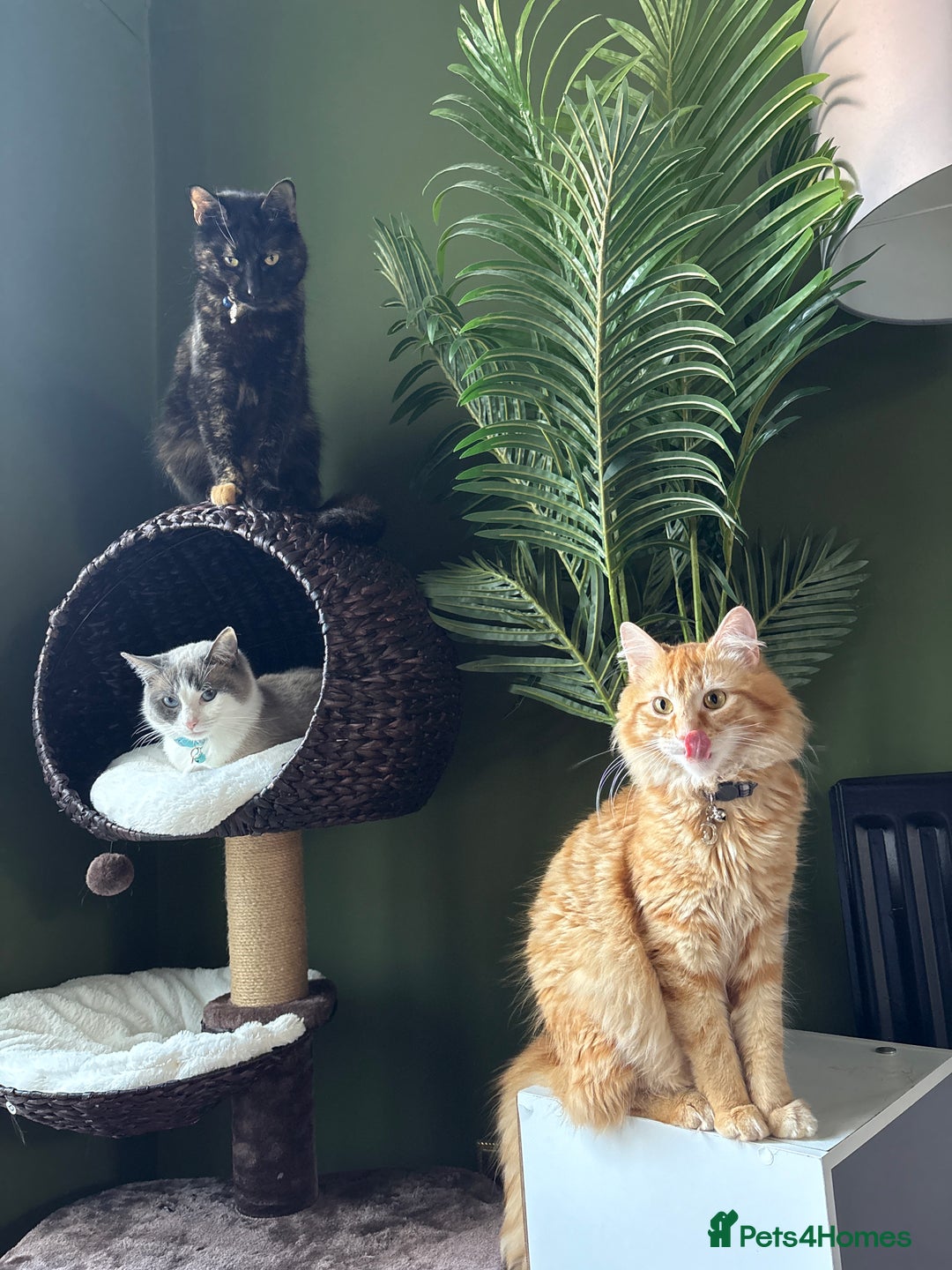 British Longhair cats for sale: Ginger Tom - Image 3