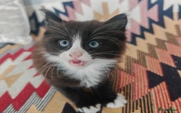 Mixed Breed cats for sale: 3 beautiful kittens left for sale!! - Image 4