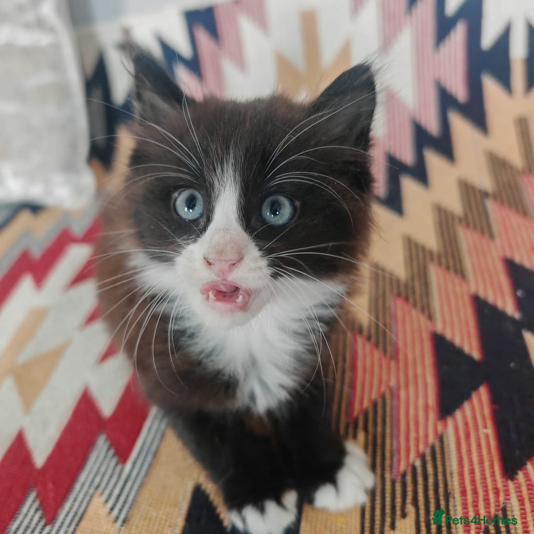 Mixed Breed cats for sale: 3 beautiful kittens left for sale!! - Image 4