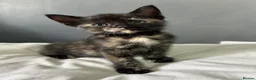 Mixed Breed cats for sale: Kittens  in Swindon - Advert 2