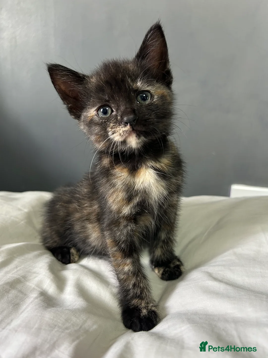 Mixed Breed cats for sale: Kittens  in Swindon - Advert 2