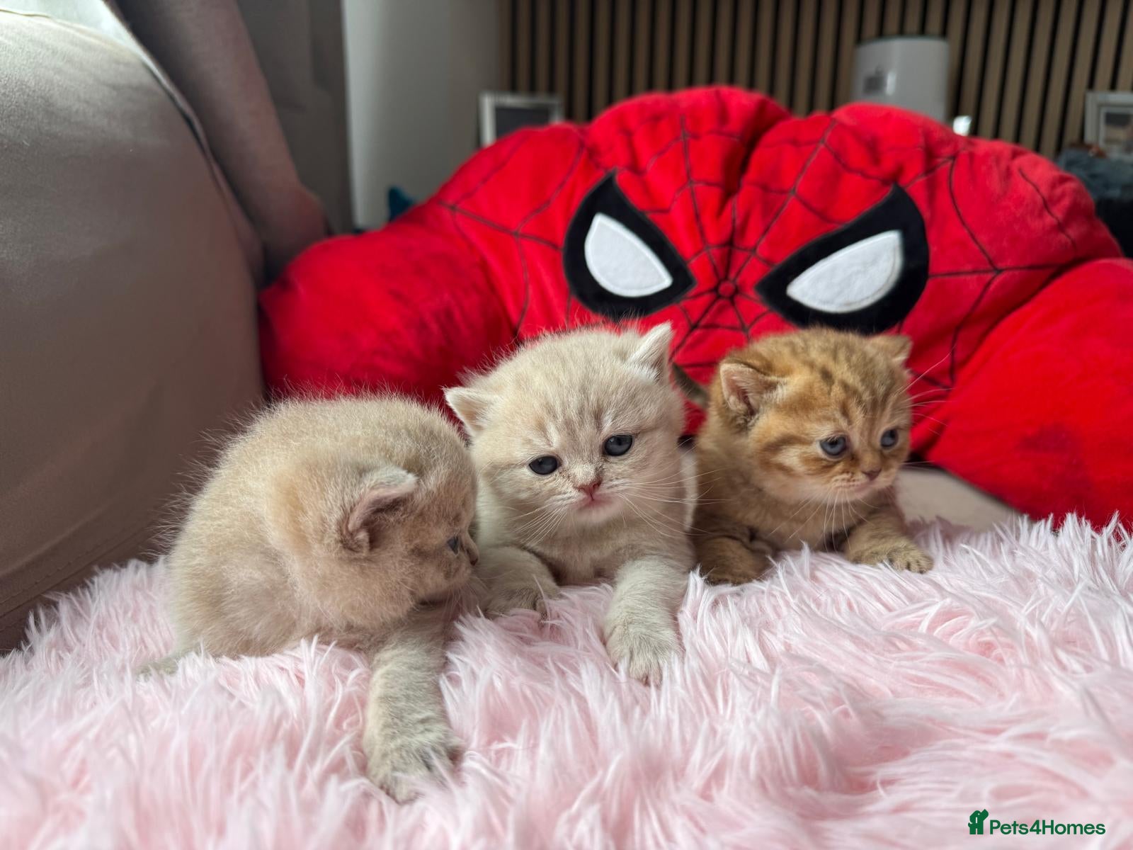 Scottish Fold cats Exceptional litter of Scottish fold/ straight😍😍 - Advert 1
