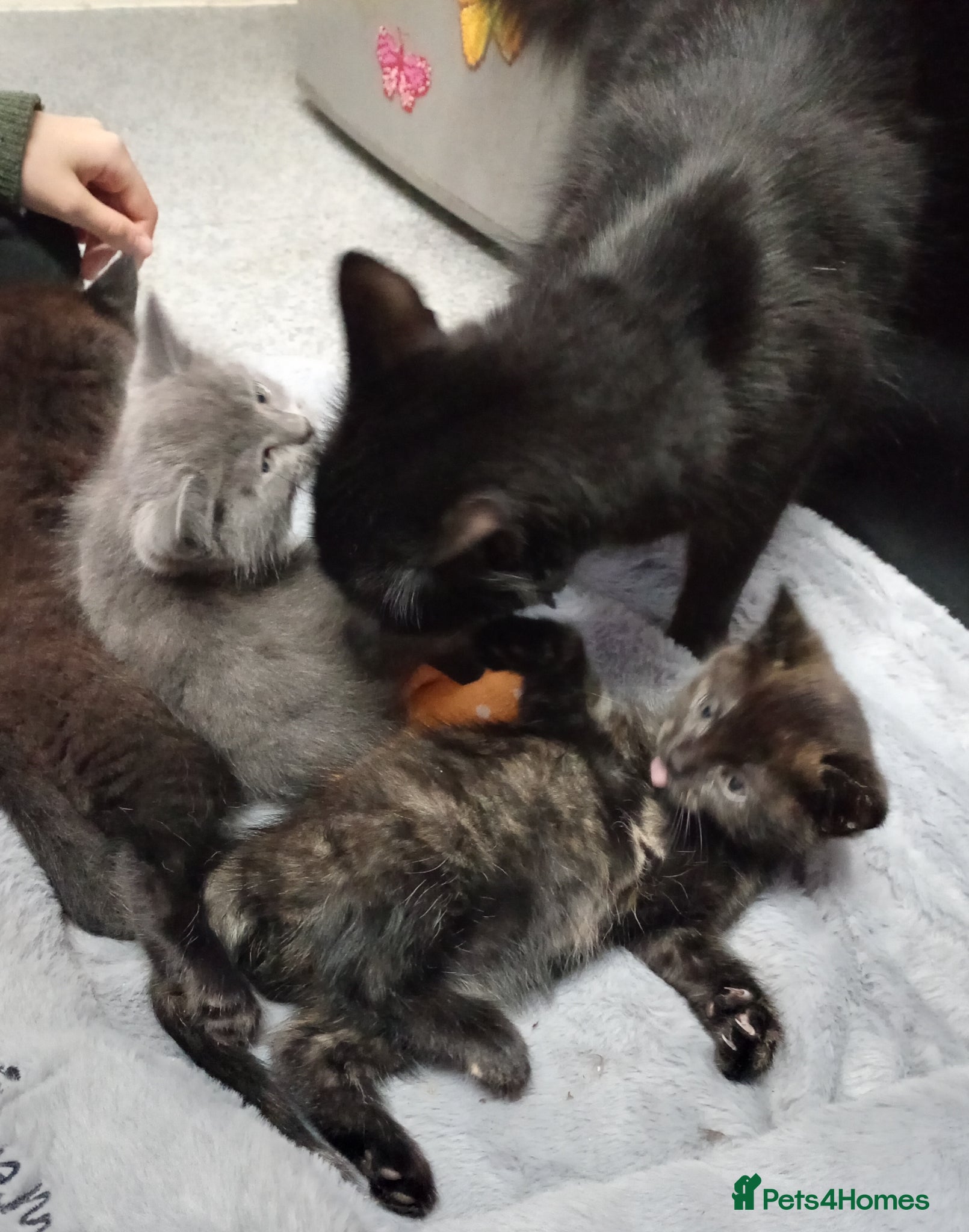 Mixed Breed cats Full Gray Boy & Tortoiseshell Girl  - Advert 2