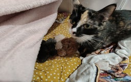 Mixed Breed cats for sale: Maine coon X ragdoll X English short haired  - Advert 10