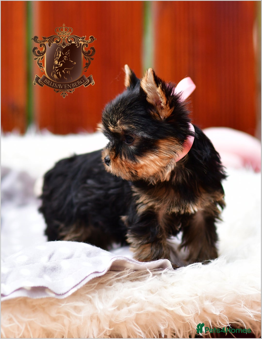 Yorkshire Terrier dogs for sale: BABY FACE DNA TESTED KC REG MINIATURE YORKIES - Image 9