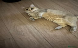 British Shorthair cats for sale: British shorthair  - Advert 4