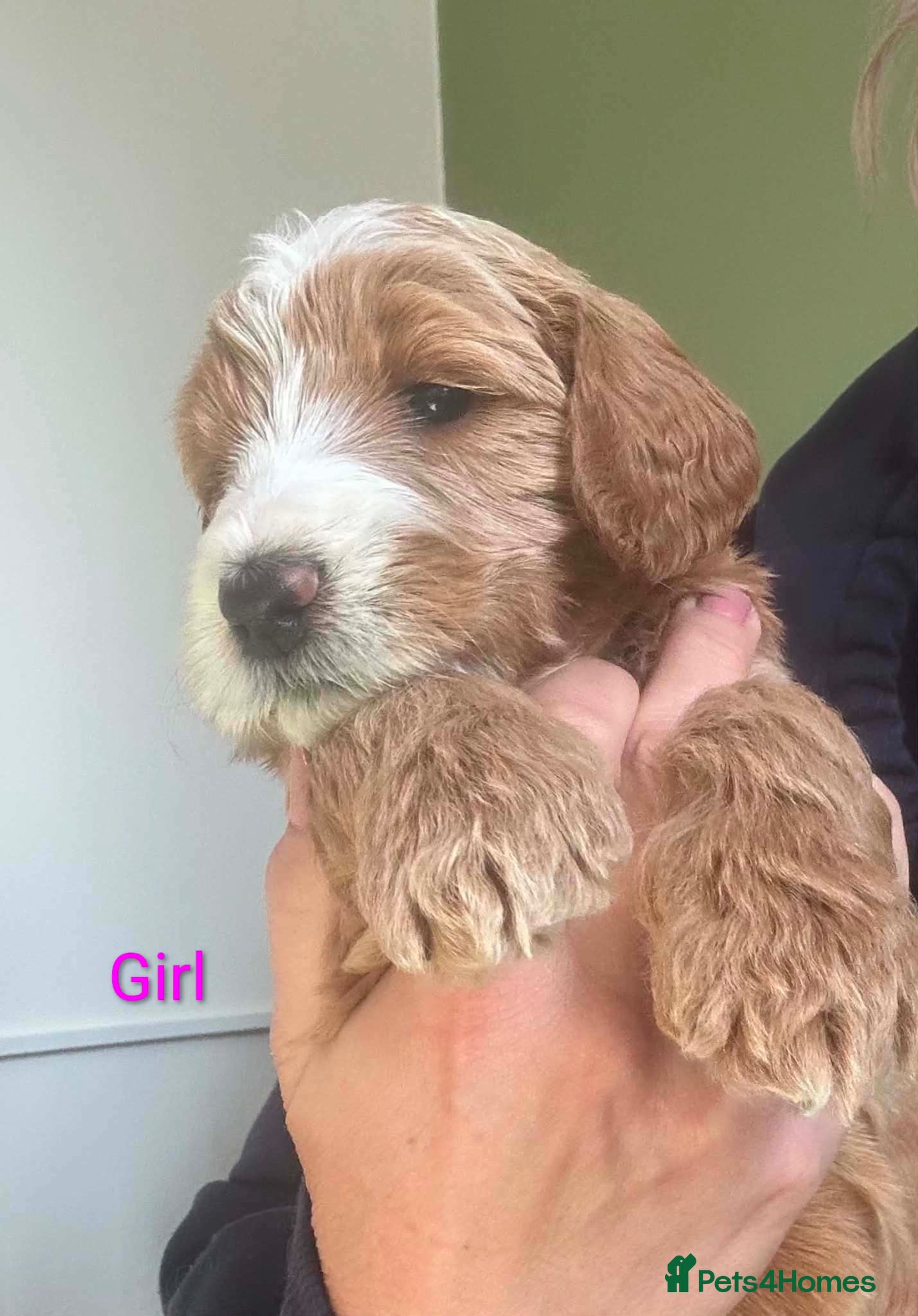 Double Doodle dogs Goldendoodle / Australian Double Doodle  - Advert 4