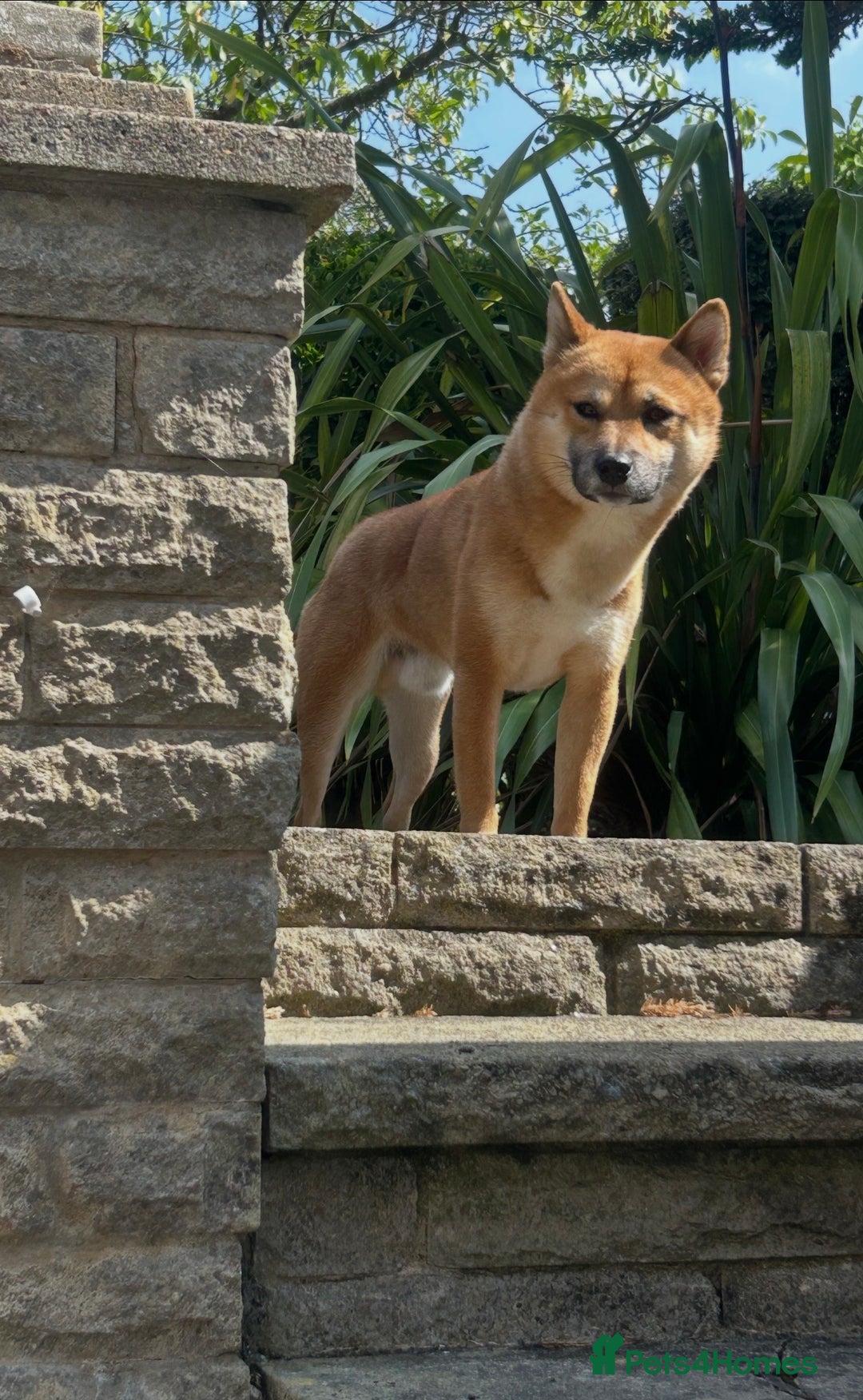 Japanese Shiba Inu dogs for sale: Japanese Shiba Inu (Male, 2 years old)  - Advert 1