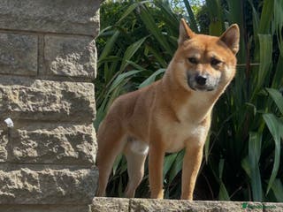 Japanese Shiba Inu dogs Japanese Shiba Inu (Male, 2 years old) - Advert 2