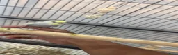 Budgerigars birds for sale: Hand tamed rainbow clearwing budgies  - Advert 5