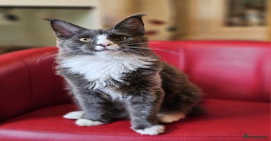 Maine Coon cats in Northampton - Advert 2