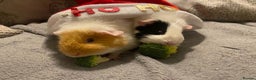Guinea Pig rodents for sale: 2 guineapigs female with cage - Advert 1