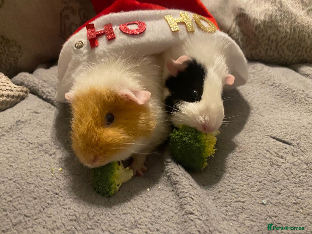 Guinea Pig rodents for sale: 2 guineapigs female with cage - Advert 1