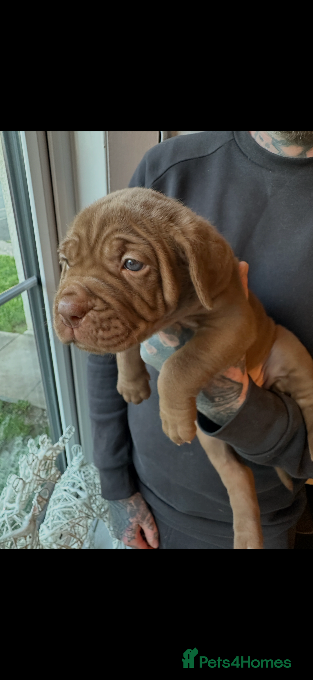 Mixed Breed dogs for sale: Presa X Neo puppies - Advert 27