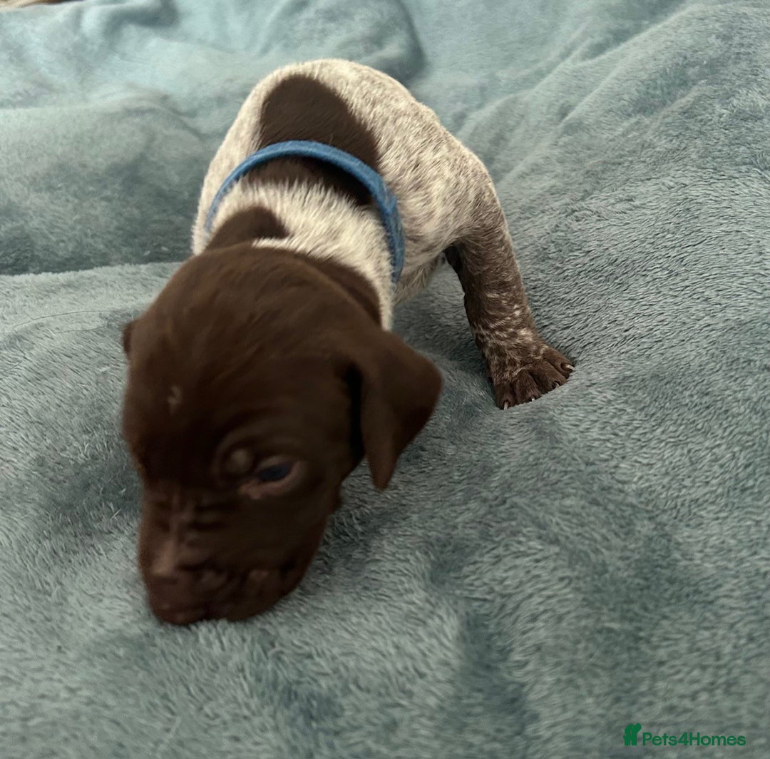 German Shorthaired Pointer dogs for sale: Pure GSP Puppies For Sale - Image 11