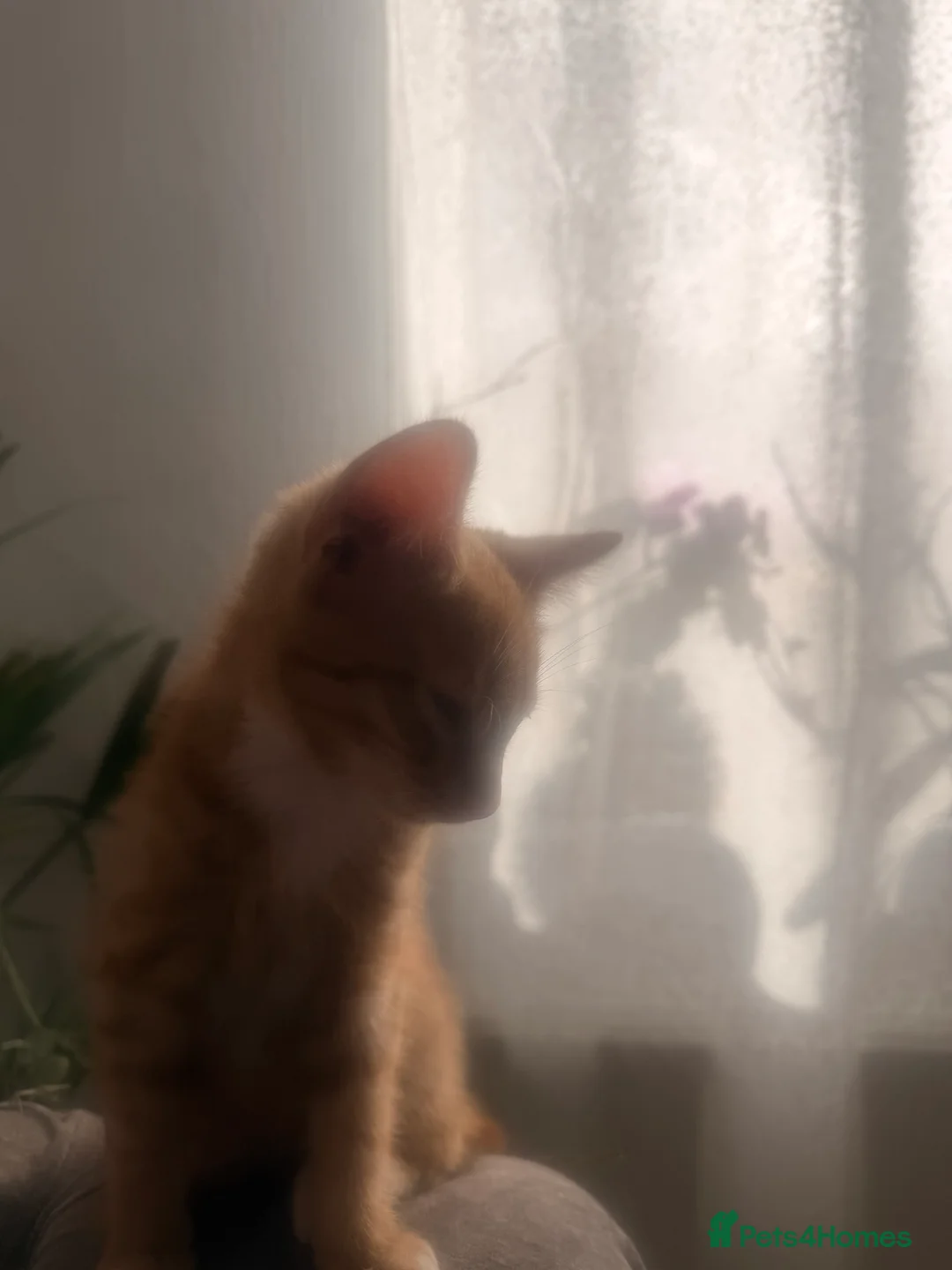 American Shorthair cats for sale: Male American short hair  in Leigh - Advert 2