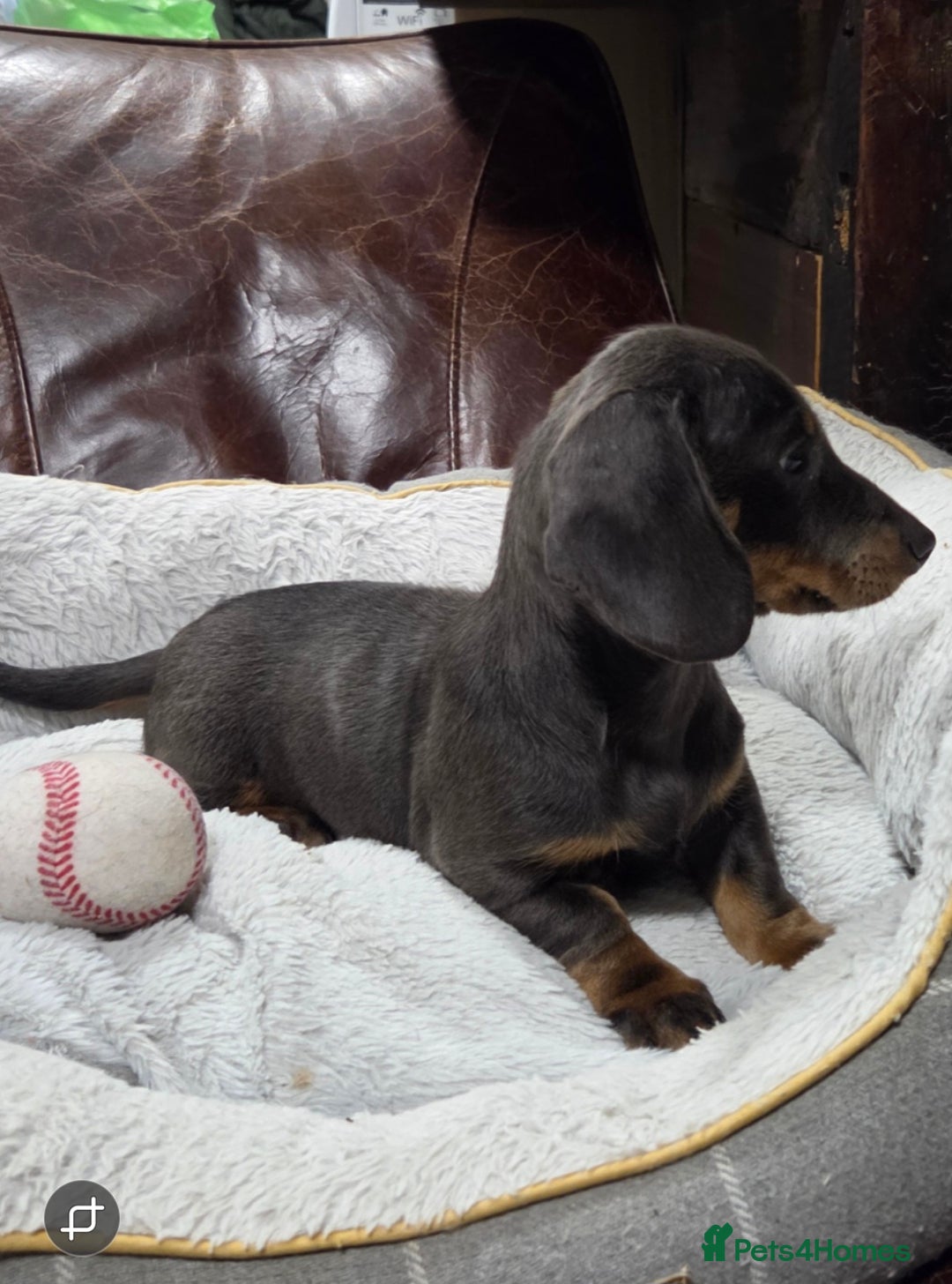 Dachshund dogs for sale: Dachshund puppies  - Image 24