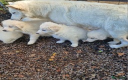 German Shepherd dogs for sale: Gorgeous long coated German Shepherd puppies - Image 15