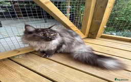 Maine Coon cats for sale: 3 Purebred Maine Coon Kittens - Will Sell Fast!! ✨ - Image 8