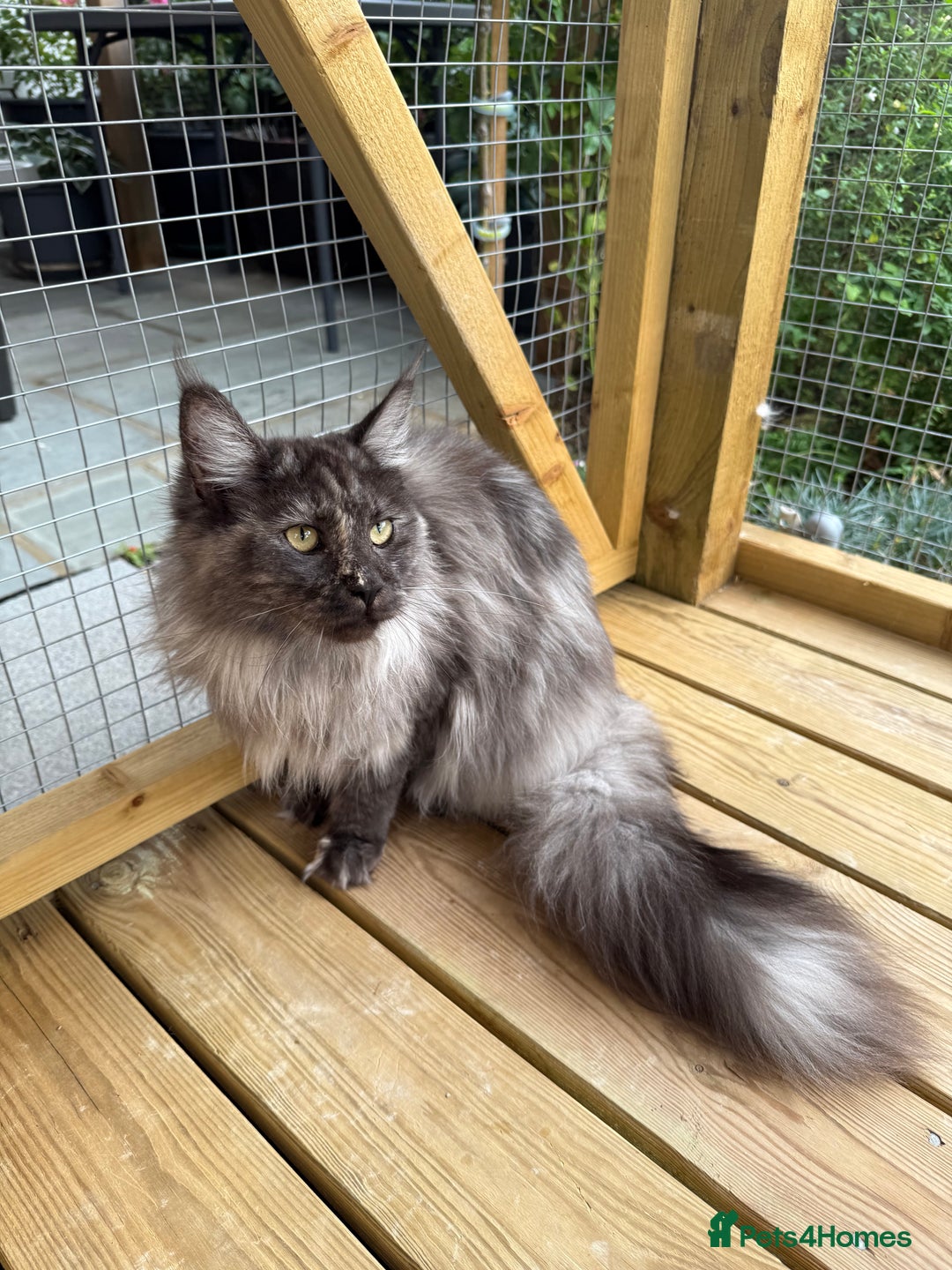 Maine Coon cats for sale: 3 Purebred Maine Coon Kittens - Will Sell Fast!! ✨ - Image 8