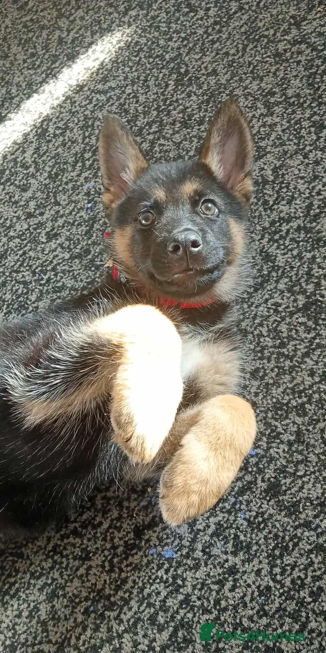 Shepsky dogs for sale: 11 weeks shepsky  - Image 1