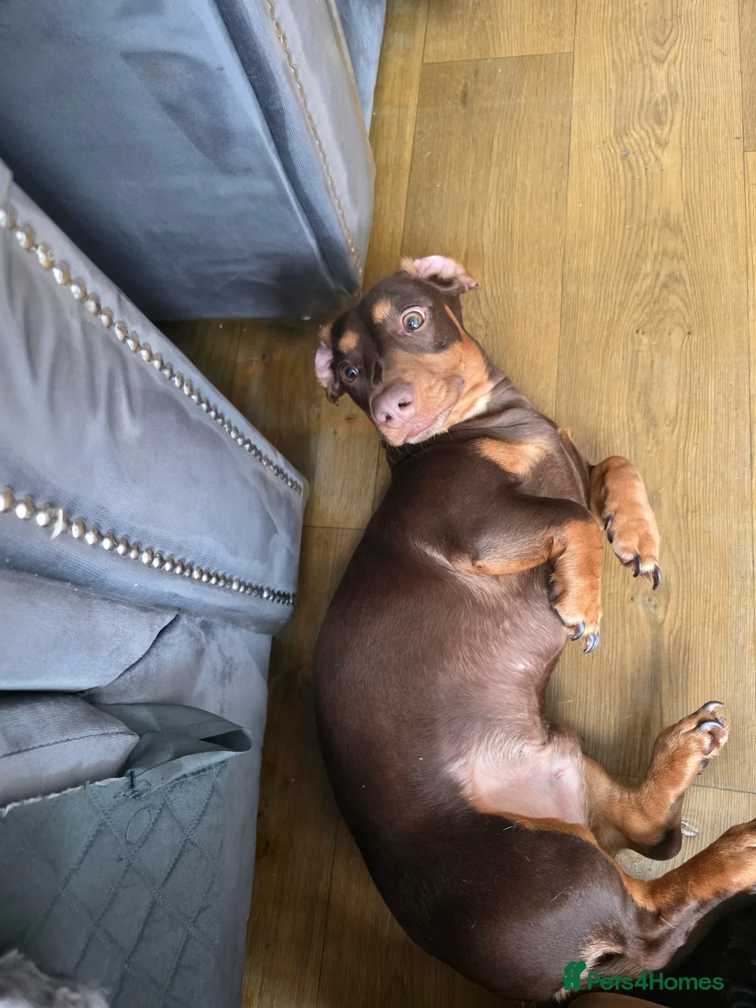 Dachshund dogs for sale: Beautiful dachshund boy - Advert 2