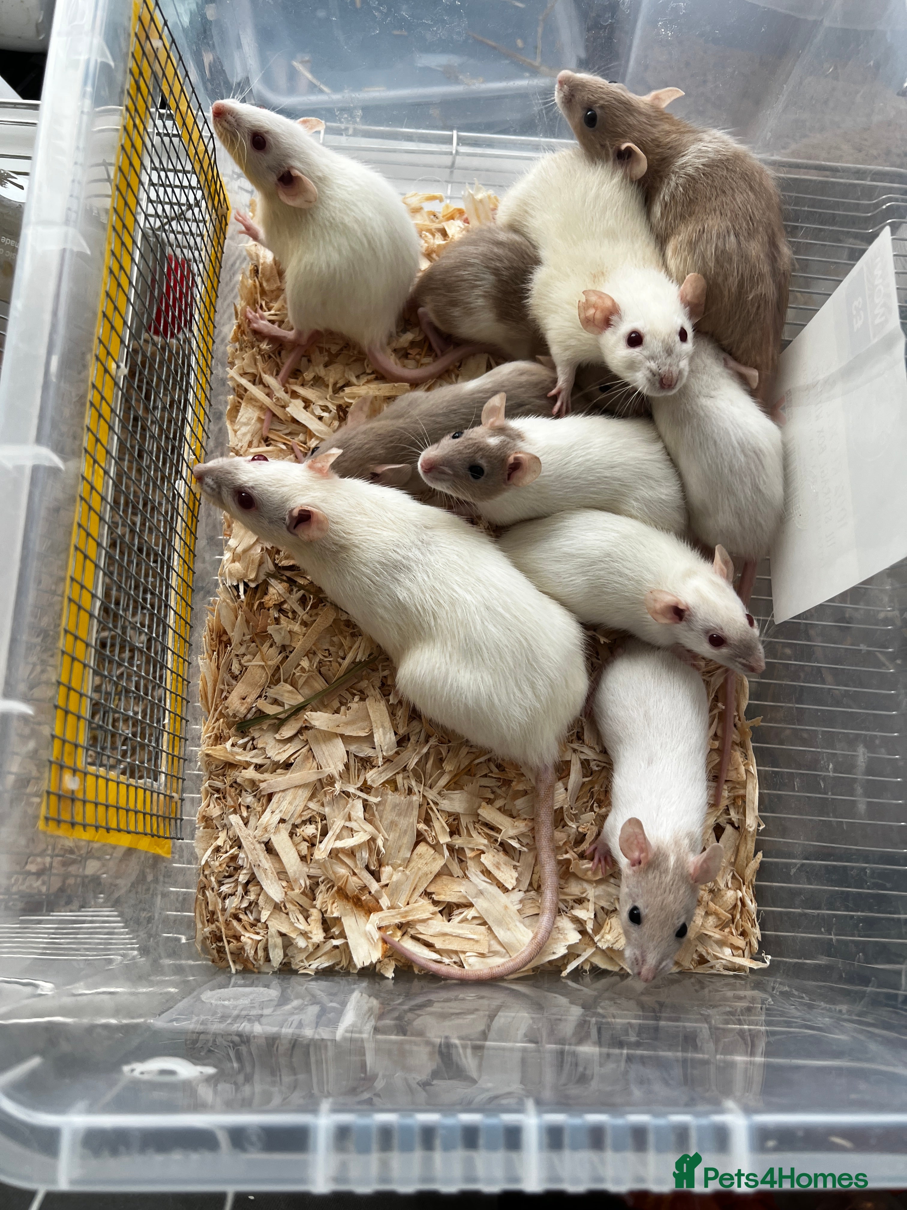 Rat rodents Dwarf rat does - Advert 6