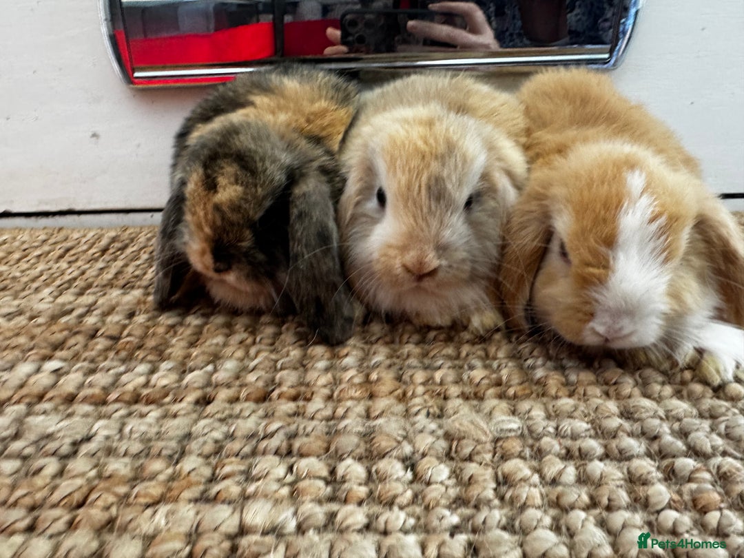 Mini Lop rabbits for sale: Mini Lop Bunnies (3 Girls Ready now) More 15th Aug - Image 10